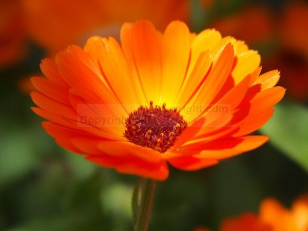 Photographie intitulée "fleur jaune" par Couleursdumonde, Œuvre d'art originale