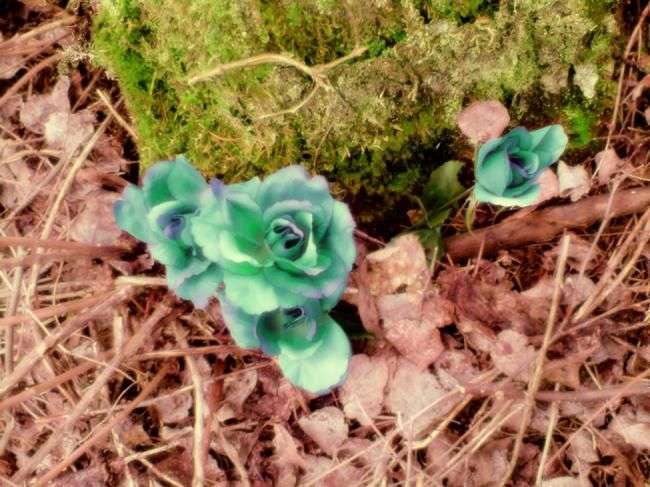 Digital Arts titled "Green roses" by Vivianne Couture, Original Artwork