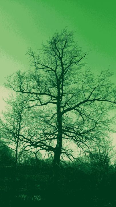 Photography titled "Arbre Vert" by Coyote Shah, Original Artwork