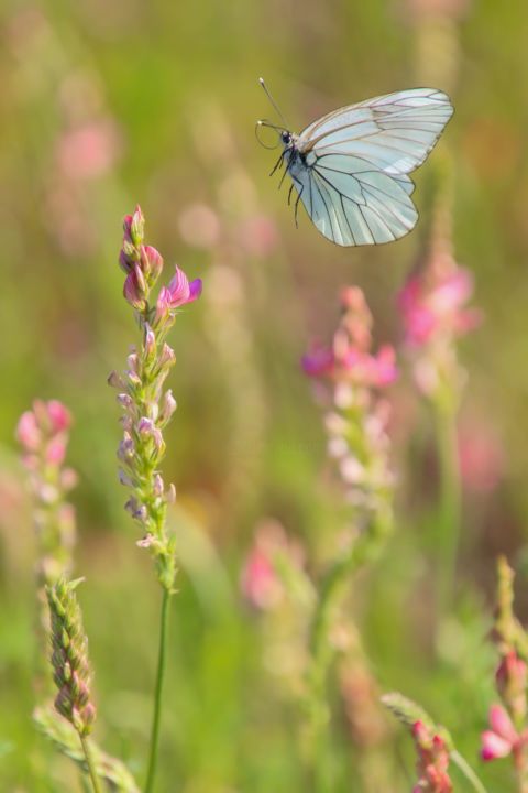 Photographie intitulée "Le papillon en vol" par Christelle Prieur, Œuvre d'art originale, Photographie numérique
