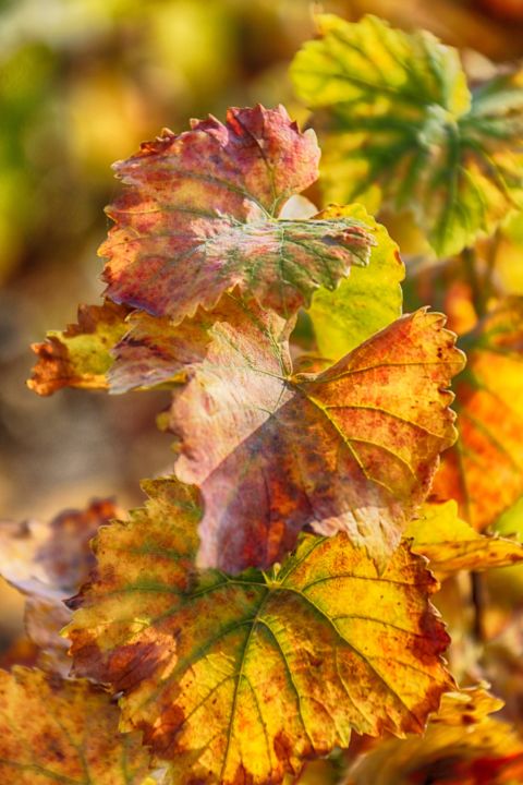 Photographie intitulée "Feuille de vigne en…" par Christelle Prieur, Œuvre d'art originale, Photographie numérique