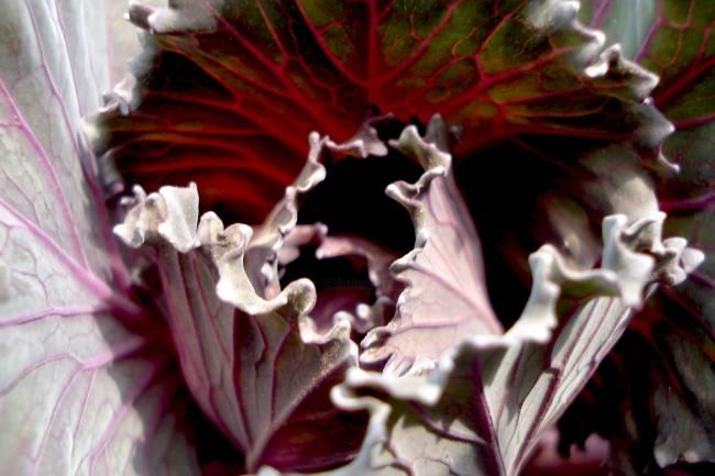 Photography titled "Cabbage" by Crabcreations, Original Artwork