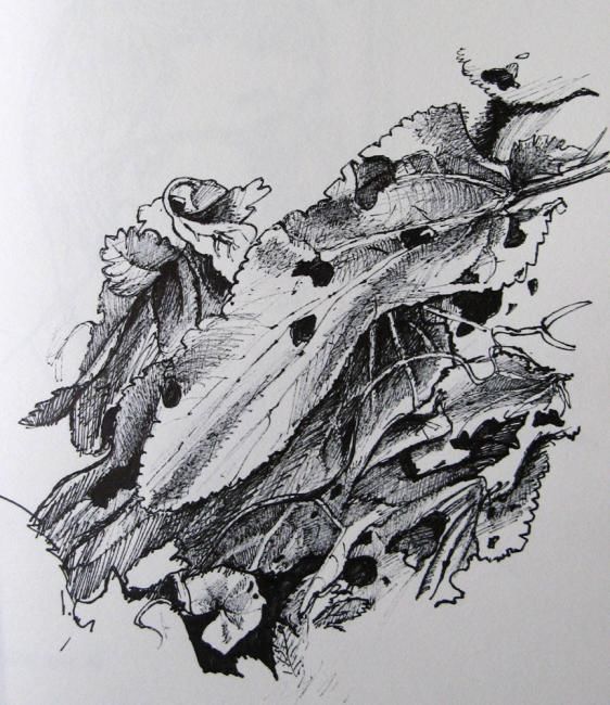 Drawing titled "Leaves" by Jefferson Zipp, Original Artwork