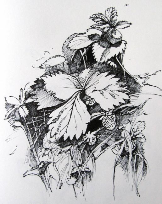 Disegno intitolato "Strawberry" da Jefferson Zipp, Opera d'arte originale
