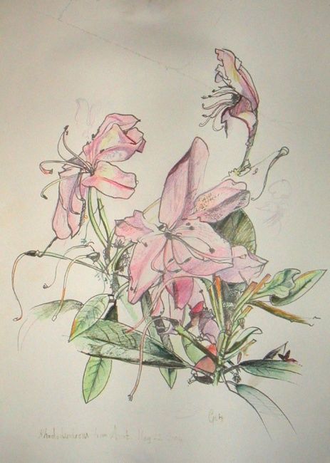 Drawing titled "Rhododendron" by Jefferson Zipp, Original Artwork