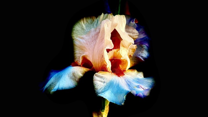 Фотография под названием "Iris-2" - Marc Guiraud, Подлинное произведение искусства, Цифровая фотография