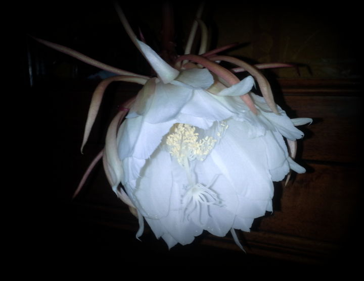 Photographie intitulée "Fleur belle de nuit" par Creasoize, Œuvre d'art originale, Photographie numérique