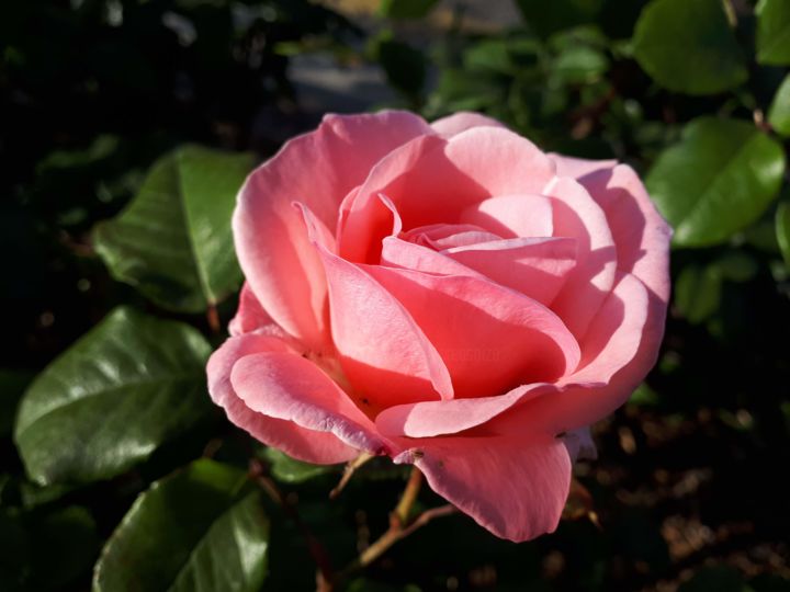 Photographie intitulée "Rose Rose Nice Mai" par Creasoize, Œuvre d'art originale, Photographie numérique