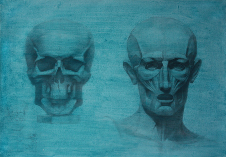 Painting titled "Scull and ecorche" by Curlydafna, Original Artwork, Pencil