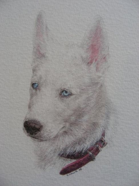 Drawing titled "Wolf" by Claire Wallis, Original Artwork