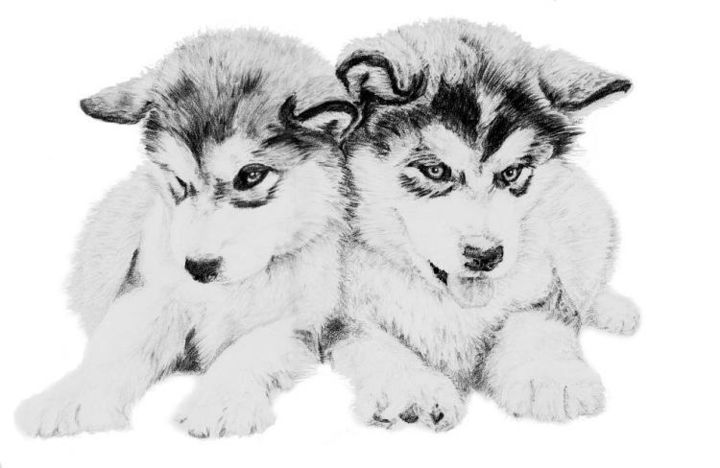 Drawing titled "Husky puppies" by Adam Crisford, Original Artwork, Other