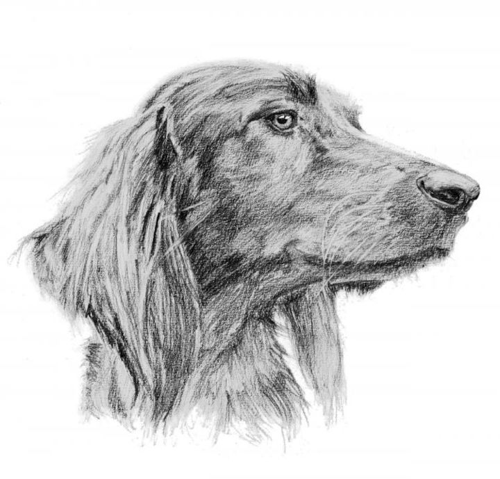 Drawing titled "Red setter" by Adam Crisford, Original Artwork, Other