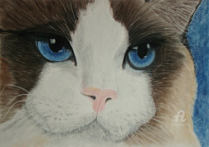 Painting titled "Gato ragdoll" by Cybele Chaves, Original Artwork, Pastel
