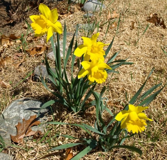 Fotografie getiteld "Yellow Daffodils" door Cynthia Brown Yackenchick, Origineel Kunstwerk