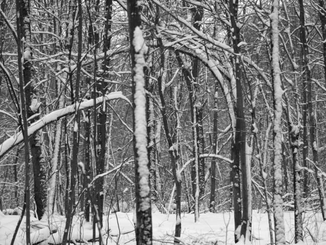 Photographie intitulée "Winter" par Cynthia Brown Yackenchick, Œuvre d'art originale