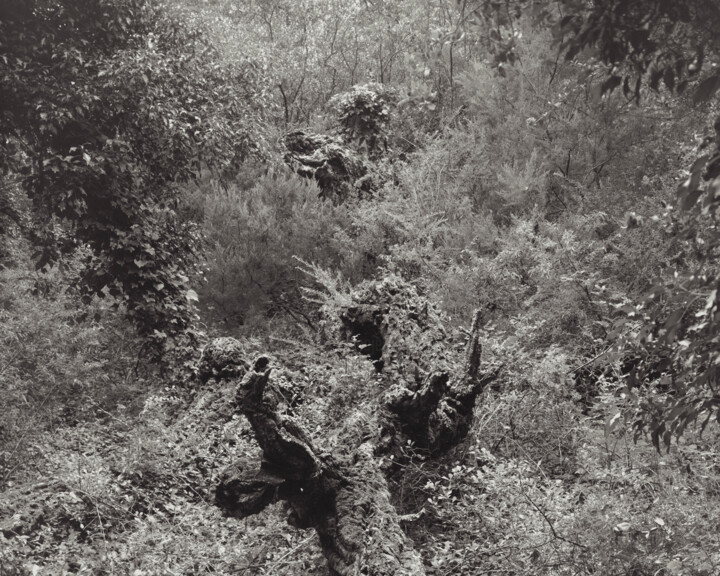 Fotografie mit dem Titel "The Forest - 02" von Cyril Bquart, Original-Kunstwerk, Analog Fotografie