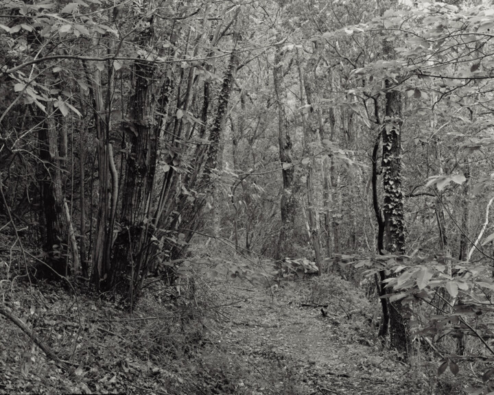 Photography titled "The Forest - 03" by Cyril Bquart, Original Artwork, Analog photography