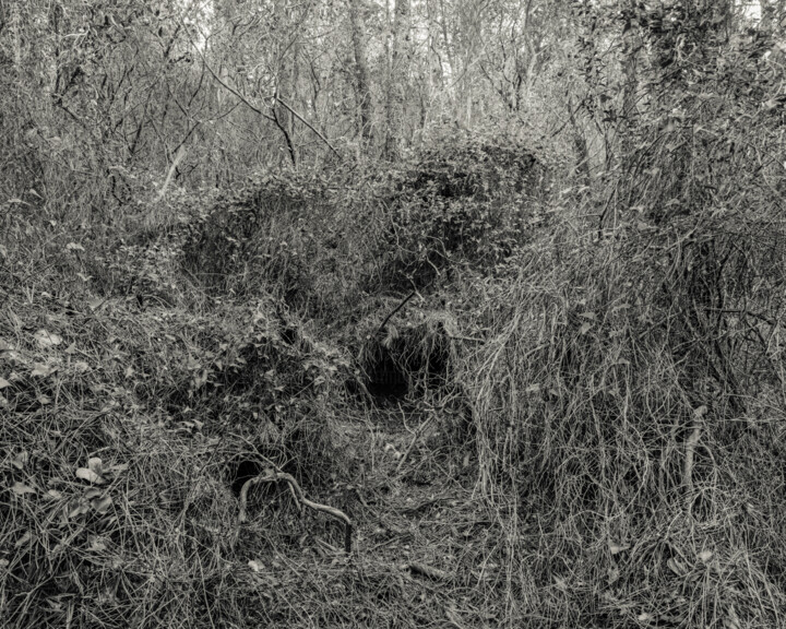 Fotografia intitulada "The Forest - 05" por Cyril Bquart, Obras de arte originais, Fotografia de filme