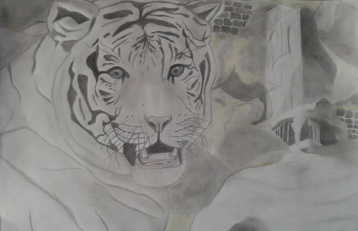 Drawing titled "Tiger" by Dani Milo, Original Artwork, Other