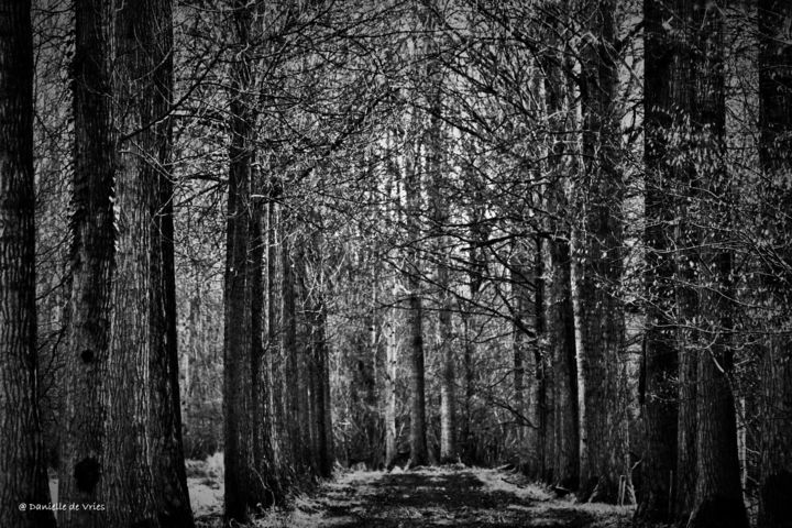 Fotografia zatytułowany „bomen.jpg” autorstwa Danielle De Vries, Oryginalna praca