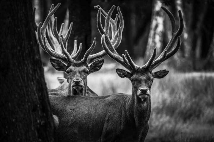 Photography titled "Les Cerfs" by Dacko Photography, Original Artwork, Digital Photography