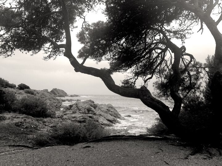 Photography titled "Île du Gaou, arbre…" by Dam Domido, Original Artwork, Digital Photography