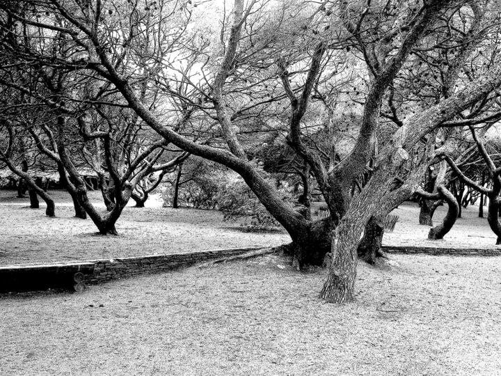 Photographie intitulée "Arbres tordus, île…" par Dam Domido, Œuvre d'art originale, Photographie numérique