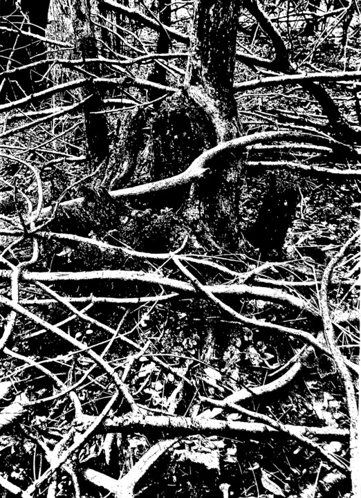 Tekening getiteld "Forest II" door Damir Kamenar, Origineel Kunstwerk, Inkt