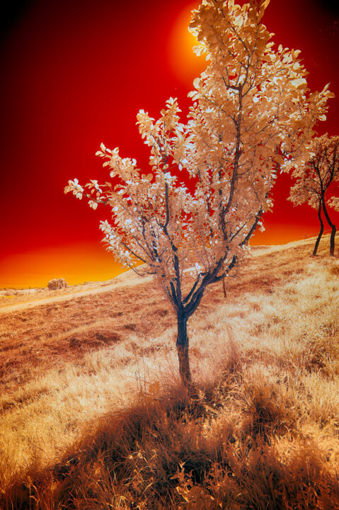Photographie intitulée "Infrared Light" par Dan Lavric, Œuvre d'art originale, Photographie numérique