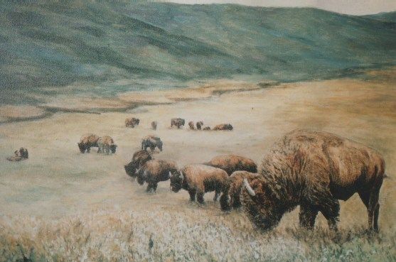 Painting titled "Buffalo" by Daniel Budde, Original Artwork