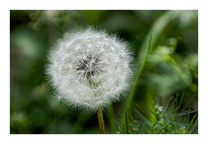 Photographie intitulée "Fluff" par Danette De Klerk, Œuvre d'art originale