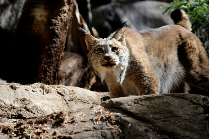Photographie intitulée "Lynx du Canada" par Daniel Gaudin, Œuvre d'art originale