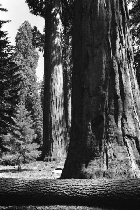 「SEQUOIE」というタイトルの写真撮影 Antonio De Angelisによって, オリジナルのアートワーク, アナログ写真