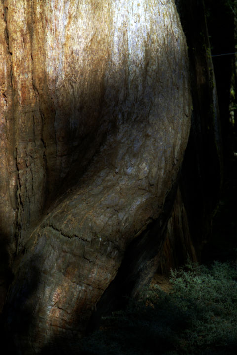 Fotografie getiteld "TRONCO DI UNA SEQUO…" door Antonio De Angelis, Origineel Kunstwerk, Film fotografie