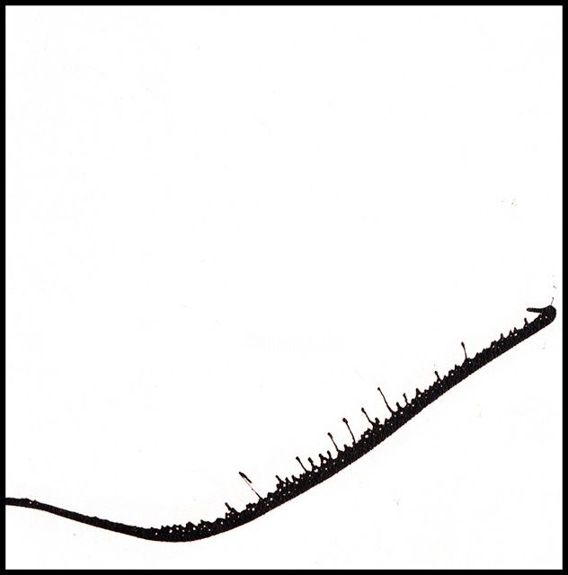 Photography titled "Haiku - to Blossfel…" by Daniel Abraham, Original Art,