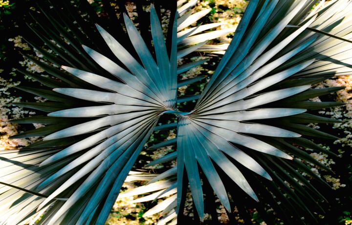 Fotografia intitulada "ara en vol" por Danielle Dubus, Obras de arte originais