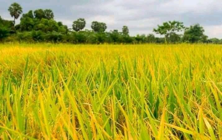 Fotografía titulada "My hometown rice fi…" por Danielle Falvo, Obra de arte original, Fotografía no manipulada