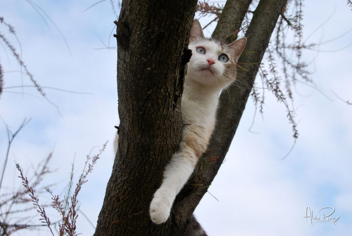 Chat Perche 6 Photography By Alain Revy Artmajeur