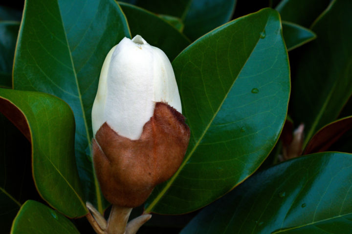 摄影 标题为“Magnolia Grandiflor…” 由Daniel Ravel, 原创艺术品, 数码摄影