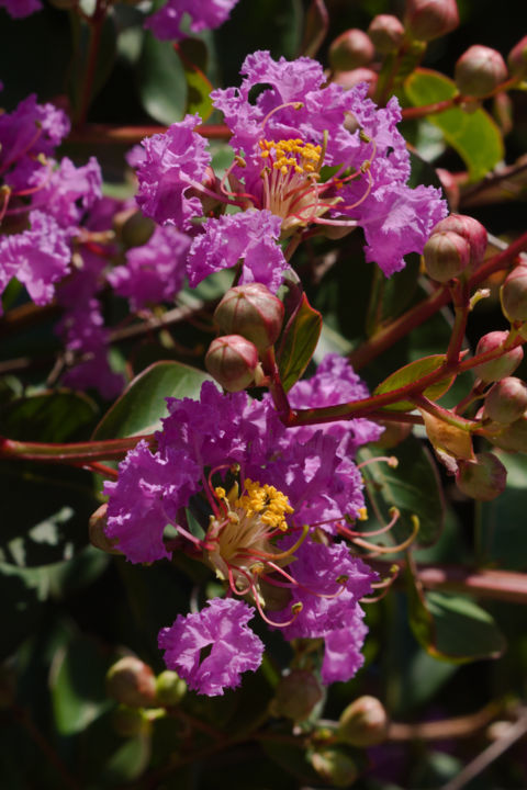 Photography titled "Crape Myrtle (Lager…" by Daniel Ravel, Original Art, Digital Photography