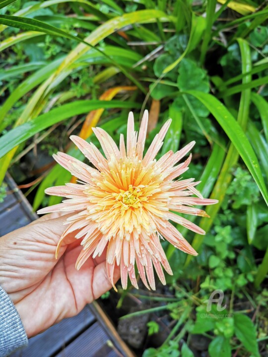 Arts numériques intitulée "Marguerite à Grand…" par Danila, Œuvre d'art originale, Photographie numérique