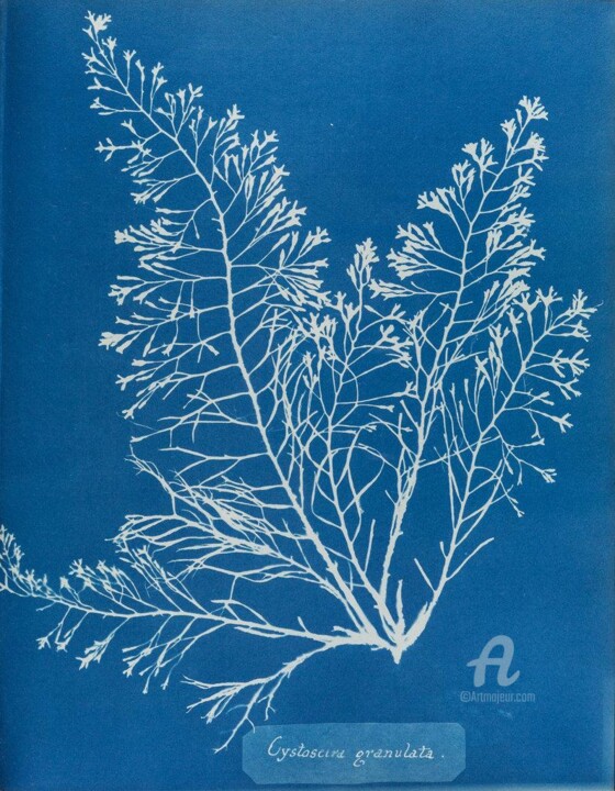 Εκτυπώσεις & Χαρακτικά με τίτλο "Cystoseira granulata" από Benoît Dardier, Αυθεντικά έργα τέχνης, Μονοτυπία