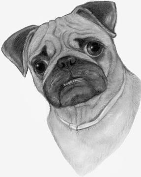 Pug Dog Pencil Portrait, Dibujo por Darla Dixon | Artmajeur
