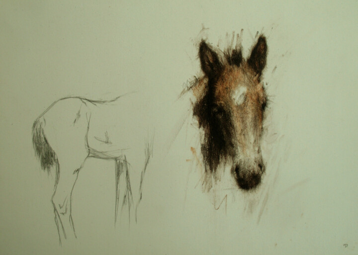 Tekening getiteld "Baby Horse (Foal)" door David Beglaryan, Origineel Kunstwerk, Potlood