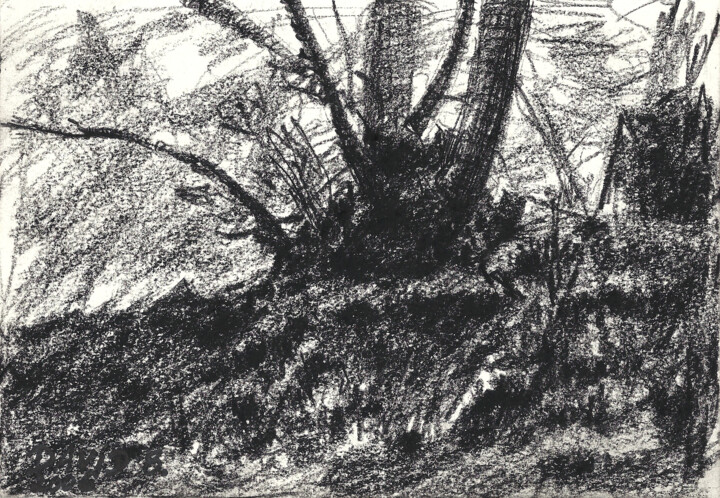 Drawing titled "Un Arbre (croquis)" by David Benayoun, Original Artwork, Pencil