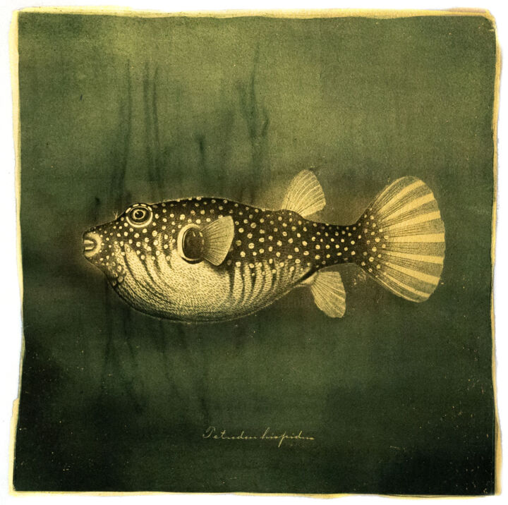 Фотография под названием "Goldfish II - Alter…" - David Heger, Подлинное произведение искусства, Пленочная фотография