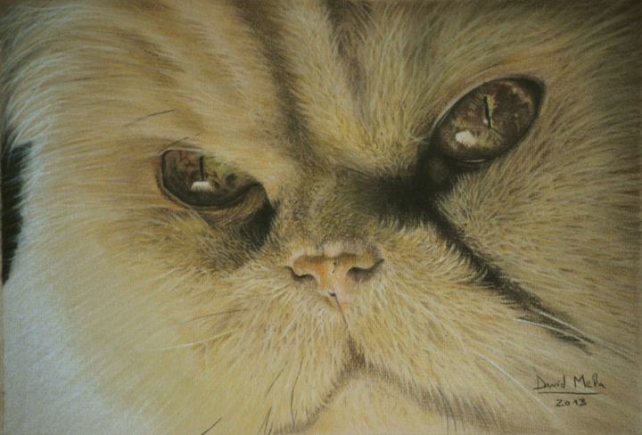 Zeichnungen mit dem Titel "Persian Cat" von David Mela, Original-Kunstwerk, Pastell