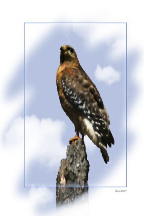 Arts numériques intitulée "Hawk" par David Dixon, Œuvre d'art originale