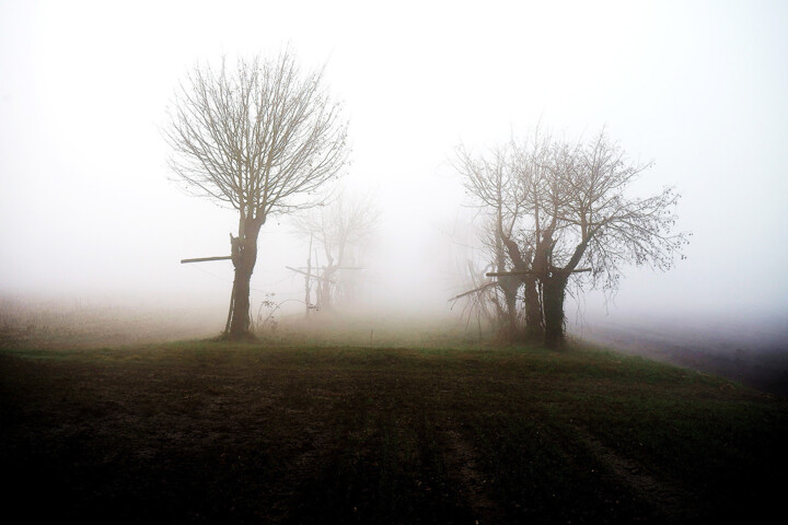 Fotografia intitulada "Trees in the fog" por Davide Novello, Obras de arte originais, Fotografia digital