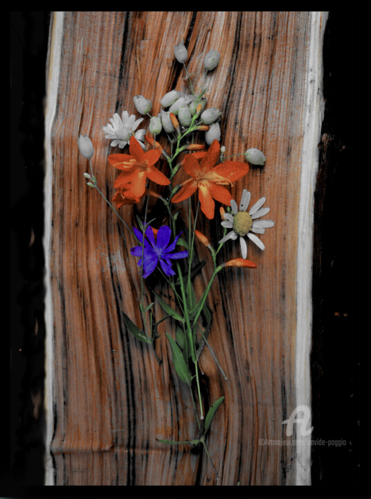 Fotografia zatytułowany „Flowers” autorstwa Davide Poggio, Oryginalna praca, Fotografia nie manipulowana